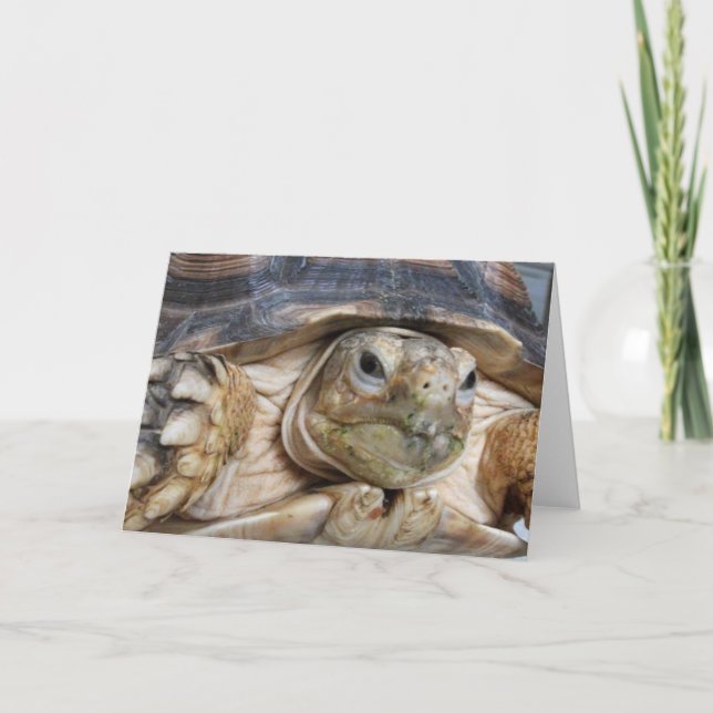 Sulcata Tortoise, Face Close-up Card (Front)