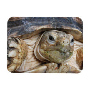 Sulcata Tortoise Face Close-up Magnet