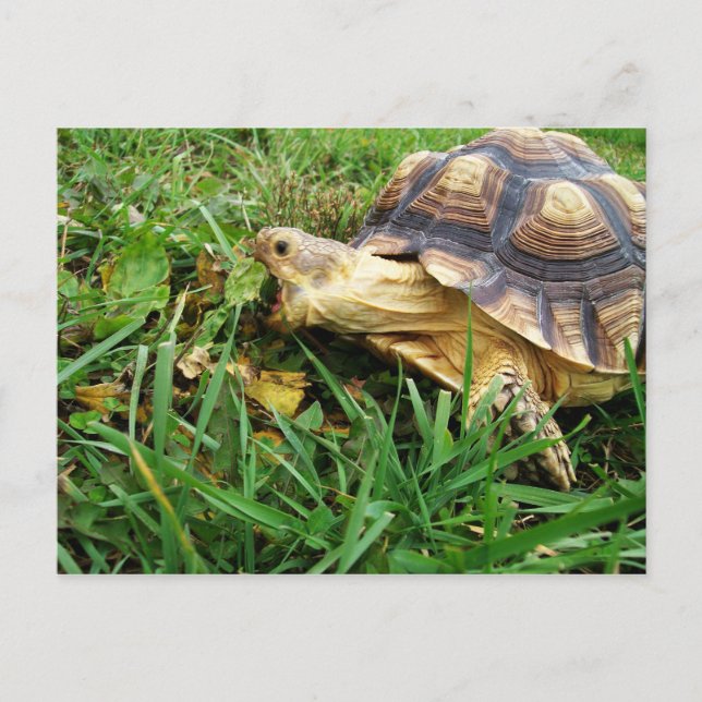 Sulcata Tortoise Grazing in Grass, Mouth Open Postcard (Front)