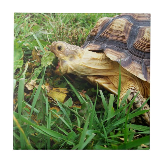 Sulcata Tortoise Grazing, Mouth Open, in Grass Tile (Front)