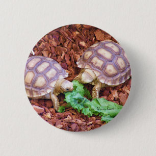 Sulcata Tortoise Hatchlings 6 Cm Round Badge