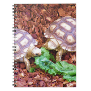 Sulcata Tortoise Hatchlings Notebook