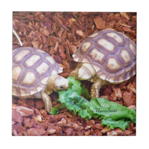 Sulcata Tortoise Hatchlings Tile