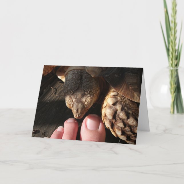 Sulcata Tortoise Inspecting People Toes Card (Front)