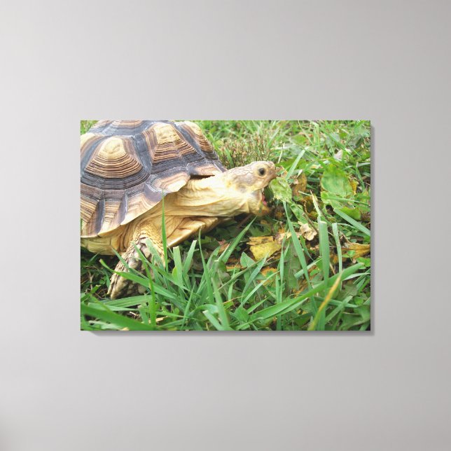 Sulcata Tortoise, Mouth Open, Grazing in Grass Canvas Print (Front)