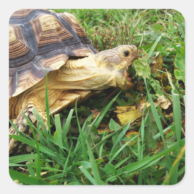Sulcata Tortoise, Mouth Open Grazing in Grass Square Sticker (Front)