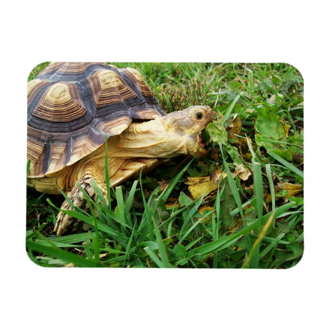 Sulcata Tortoise Mouth Open Taking Bite of Grass Magnet (Horizontal)