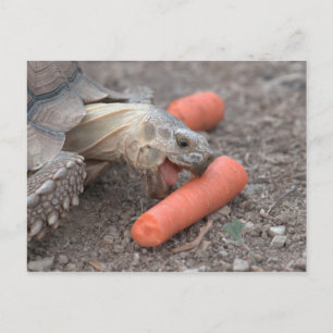 sulcata tortoise postcard