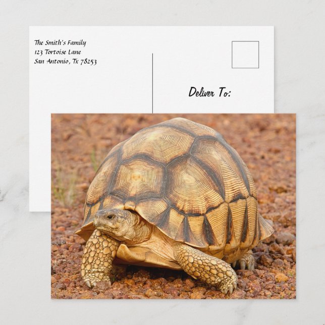 Sulcata Tortoise Postcard (Front/Back)