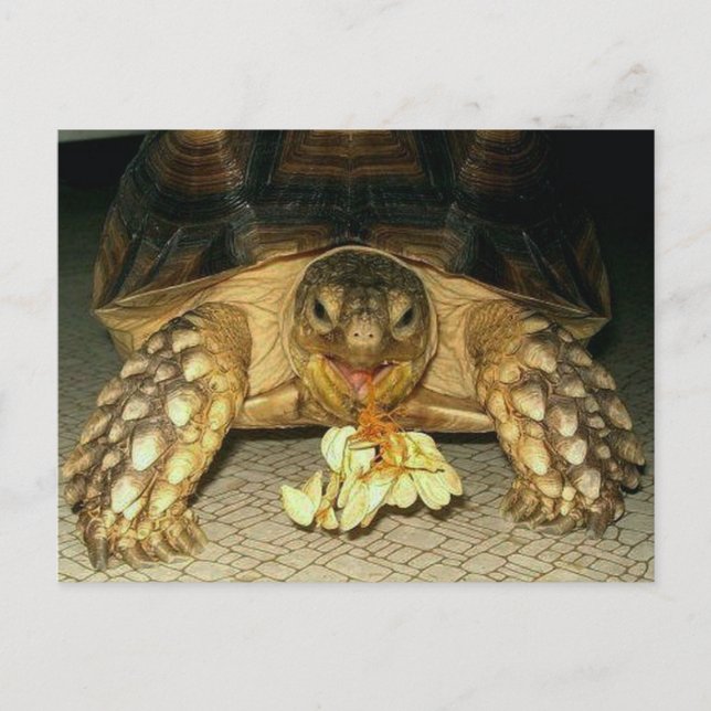 Sulcata Tortoise, Squash Seeds Hanging from Mouth Postcard (Front)