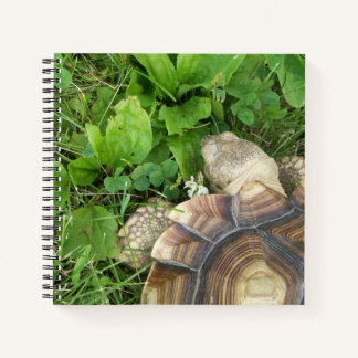 Sulcata Tortoise Viewed from Above on Green Lawn Notebook