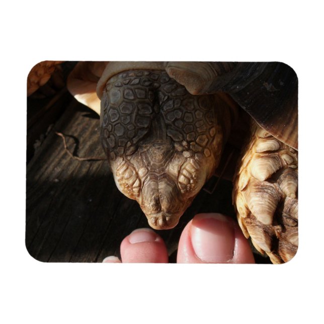 Sulcata Tortoise Watching People Toes Magnet (Horizontal)
