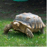 Sulcata Tortoises Standing Photo Sculpture<br><div class="desc">Sulcata Tortoises</div>