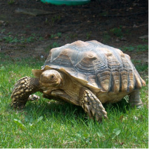 Sulcata Tortoises Standing Photo Sculpture