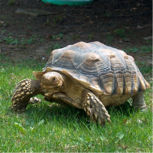 Sulcata Tortoises Standing Photo Sculpture (Front)