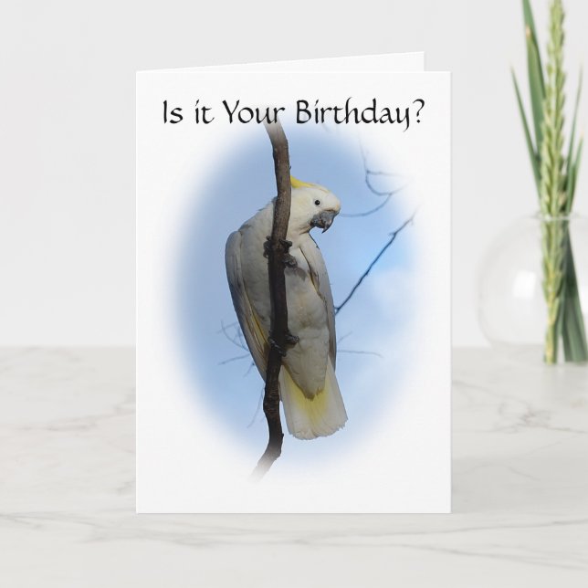 Sulfur Crest Cockatoo Birthday Card (Front)