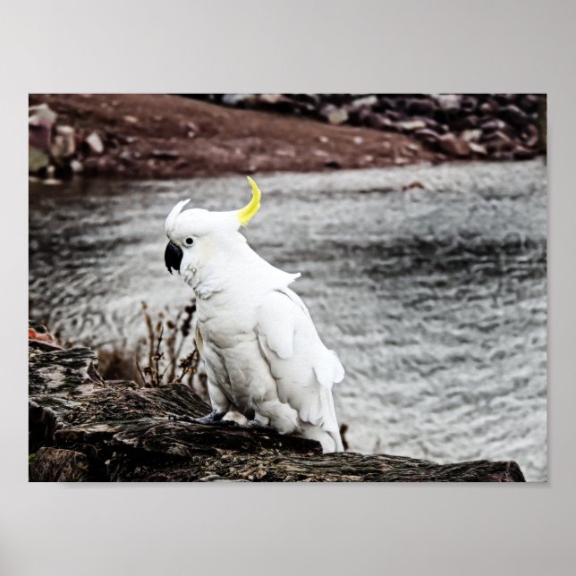 Sulfur-Crested Cockatoo Poster (Front)