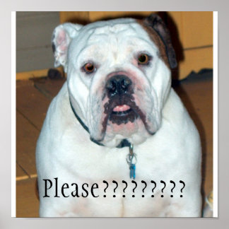 "Sullivan", the English Bulldog/Poster Poster