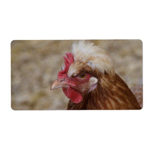 Sulmtaler Hen (Front)