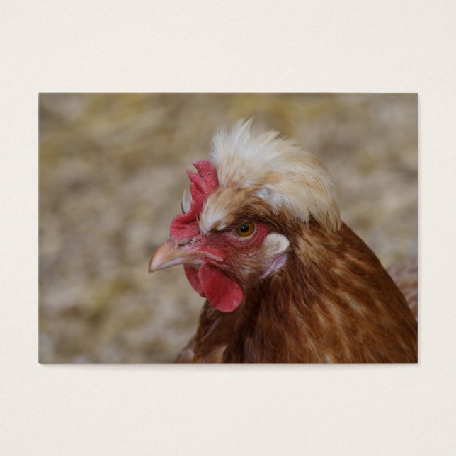 Sulmtaler Hen (Front)