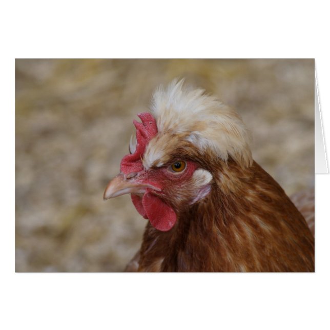 Sulmtaler Hen (Front Horizontal)