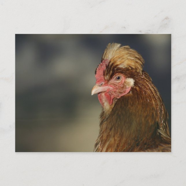 Sulmtaler Postcard (Front)