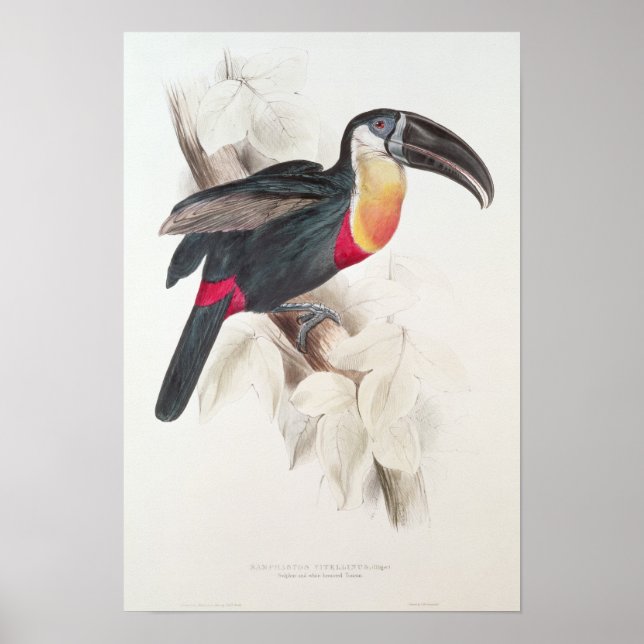 Sulphur and white breasted Toucan, 19th century Poster (Front)