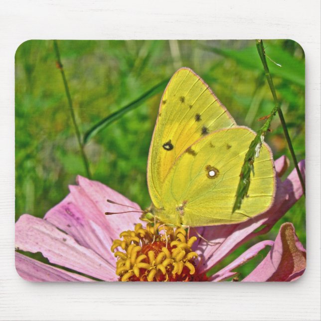 Sulphur Butterfly Mouse Mat (Front)