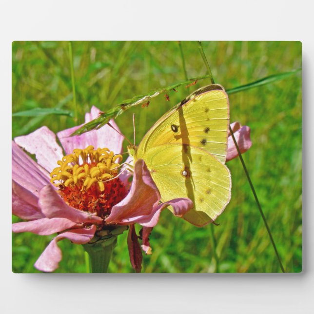 Sulphur Butterfly Plaque (Front)
