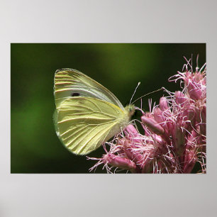 Sulphur Butterfly Poster