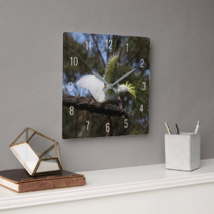 Sulphur-crested Cockatoo Australia Bird Photo Square Wall Clock