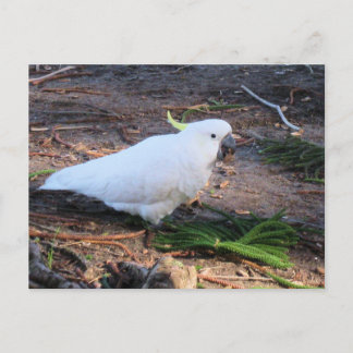 Sulphur‑Crested Cockatoo Australian Wildlife Bird Postcard