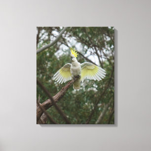 Sulphur-crested Cockatoo Bird Australia Canvas Print