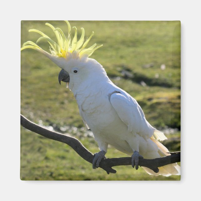 Sulphur-Crested Cockatoo in Australia Magnet (Front)