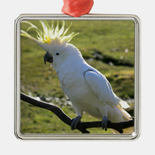 Sulphur-Crested Cockatoo in Australia Metal Tree Decoration