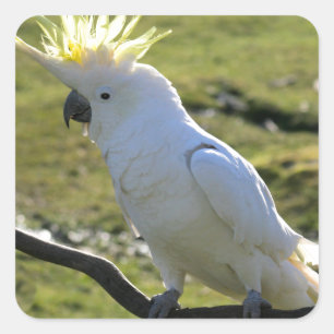 Sulphur-Crested Cockatoo in Australia Square Sticker