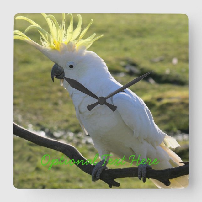 Sulphur-Crested Cockatoo in Australia Square Wall Clock (Front)