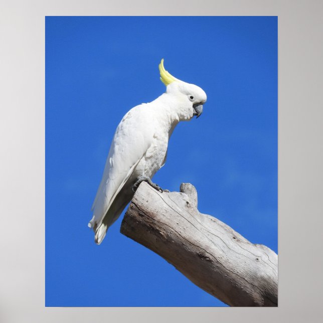 Sulphur Crested Cockatoo Poster (Front)