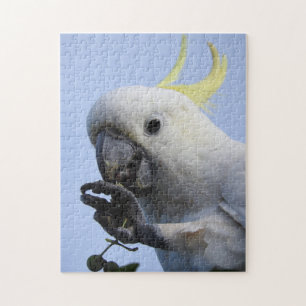 Sulphur-Crested Cockatoo Puzzle