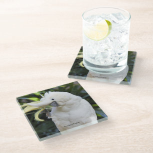 Sulphur-Crested Cockatoo Waves at the Photographer Glass Coaster