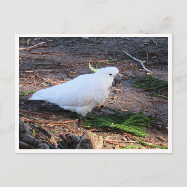 Sulphur-Crested Cockatoo Wildlife Photography Postcard (Front)