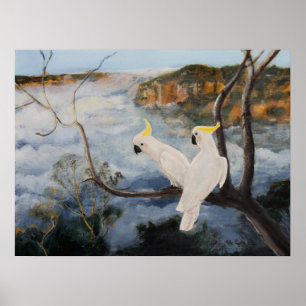 Sulphur Crested Cockatoos in The Blue Mountains Poster