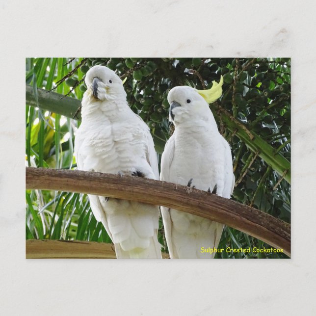 Sulphur Crested Cockatoos Postcard (Front)