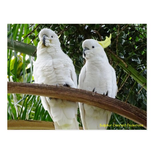 Sulphur Crested Cockatoos Postcard