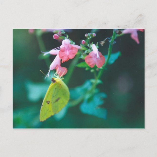 Sulphur on Salvia Postcard (Front)