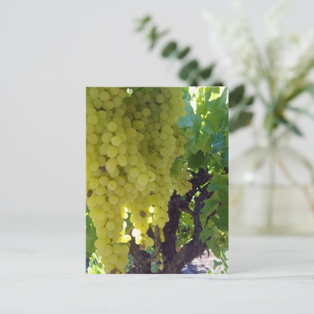Sultana Grapes On A Grape Vine,  Postcard (Standing Front)