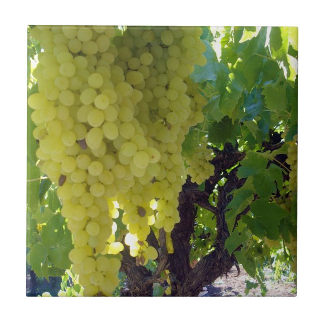 Sultana Grapes On A Grape Vine,  Tile (Front)