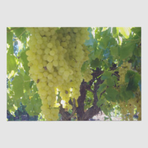 Sultana Grapes On A Grape Vine, Tissue Paper
