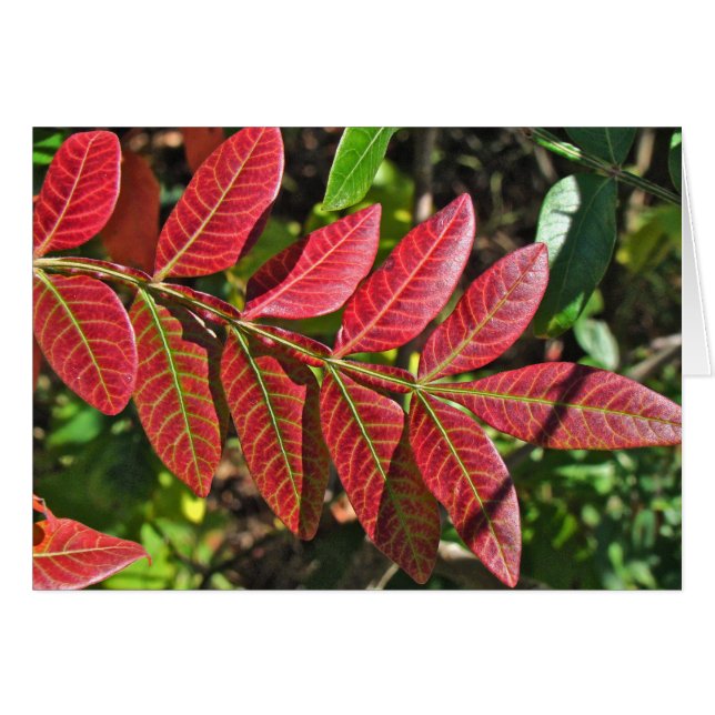 Sumac Leaves In Autumn (Front Horizontal)