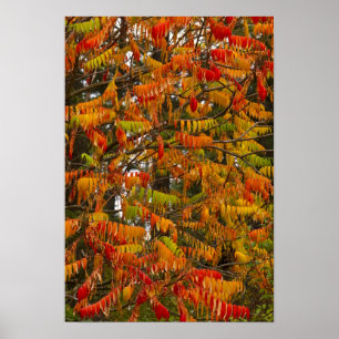 Sumac tree in autumn color in Whitefish, Poster
